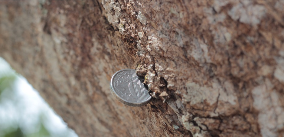 imagem de um galho de árvore com uma moeda de 50 centavos "botando" dela