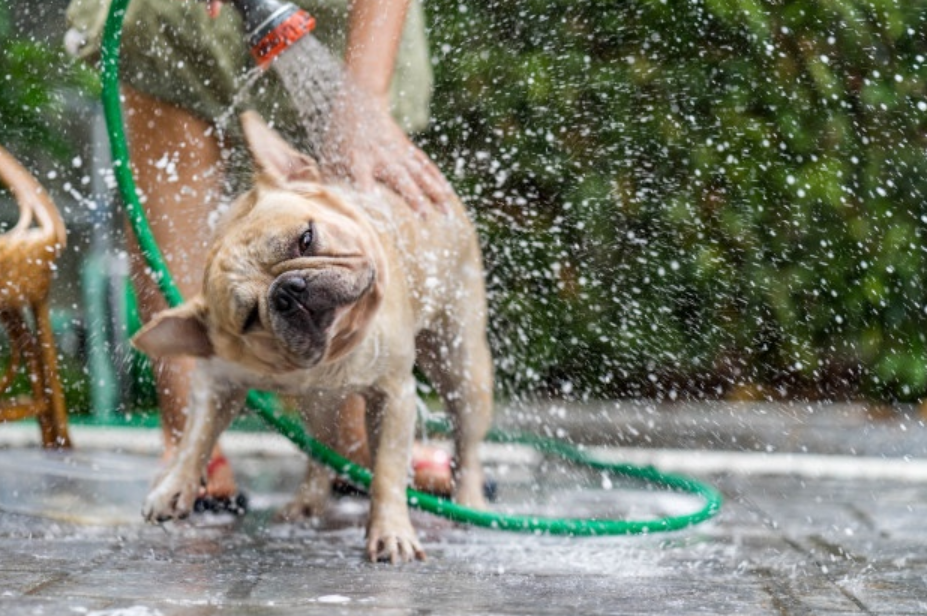 bulldog francês tomando banho de mangueira