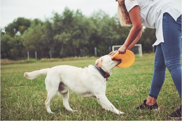 mulher usando camiseta branca e calça jeans usando um frizbee amarelo para brincar com um cachorro e um gramado