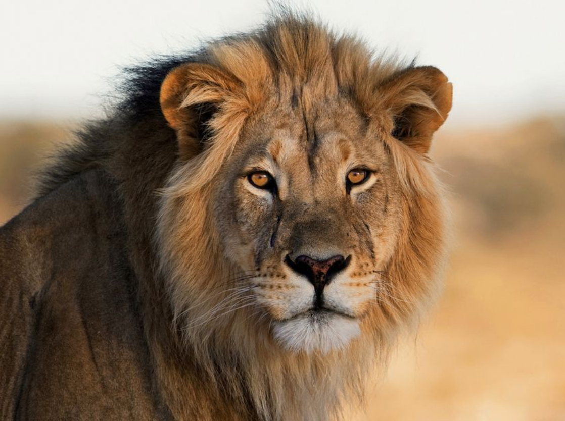 imagem de leão parado na Savana africana